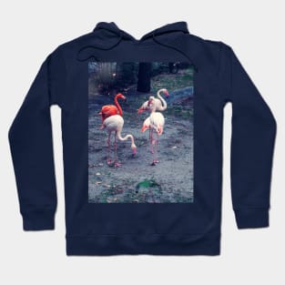 Pink and red flamingos Hoodie